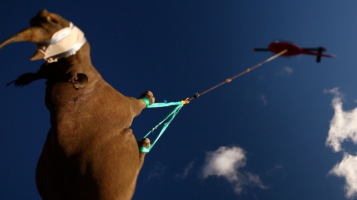 通常通过倒吊悬空犀牛，您确定安全吗？