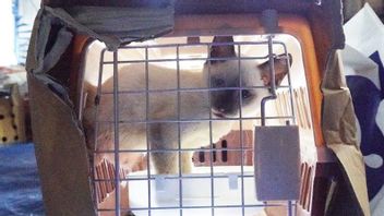 Customs Thwarts Pet Smuggling From Thailand
