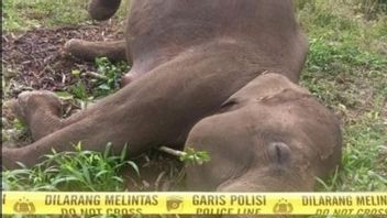 High Voltage Wire in a Community Garden Kills a Protected Elephant in Central Aceh