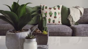 10 نباتات زخارف صغيرة في الغرفة لتجميل منزل مونجيل