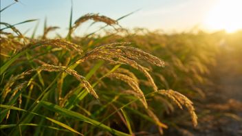 ما هو موعد حصاد الأرز 2023؟ من المتوقع أن تنتج أرز وفير