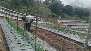 Farmers In Humbang Hasundutan Successfully Planted Shallots From Seeds