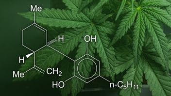 New Study, Cannabis Can Stop SARS-CoV-2 Infection In Lungs