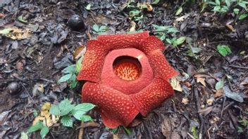 数十朵在西苏门答腊索罗克盛开的拉夫莱西亚花