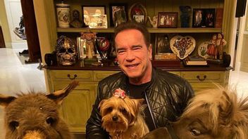 Kecelakaan Hingga Ada di Atas Kap Mobil, Berikut Kondisi Terbaru Arnold Schwarzenegger