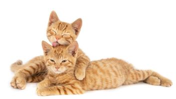 Bukan Sekadar Hewan Peliharaan, Kucing Bisa Pengaruhi Otak Manusia