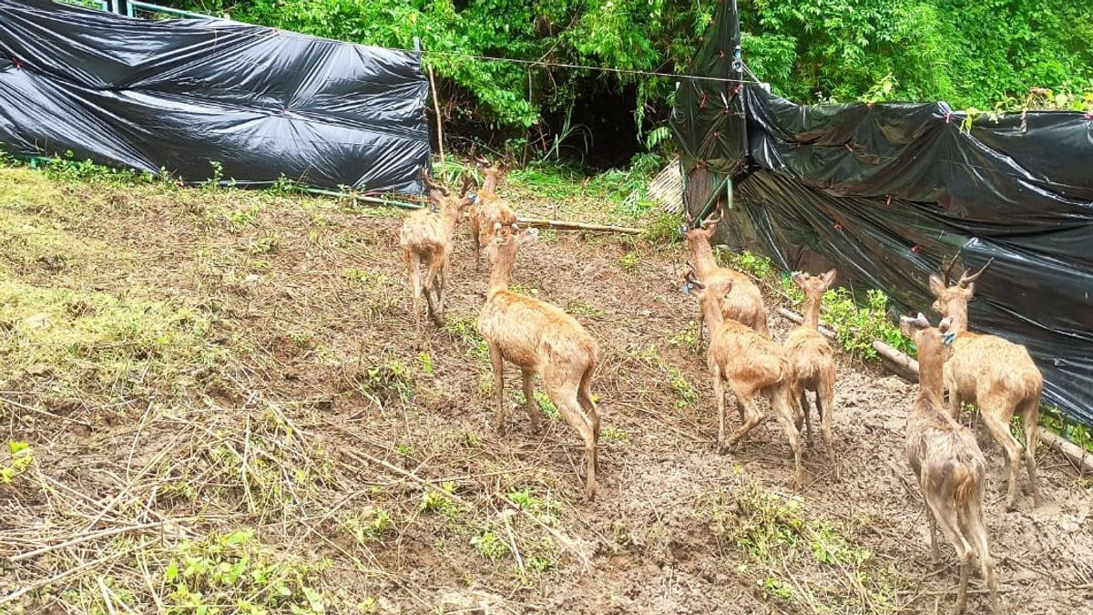 耳のタグを持つ9ティモール鹿は、マウントトゥナック観光公園の新しい住民になります