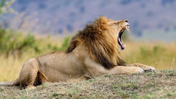 人間の野生生物との紛争は悪化し、ケニアでは10頭のライオンが殺されました