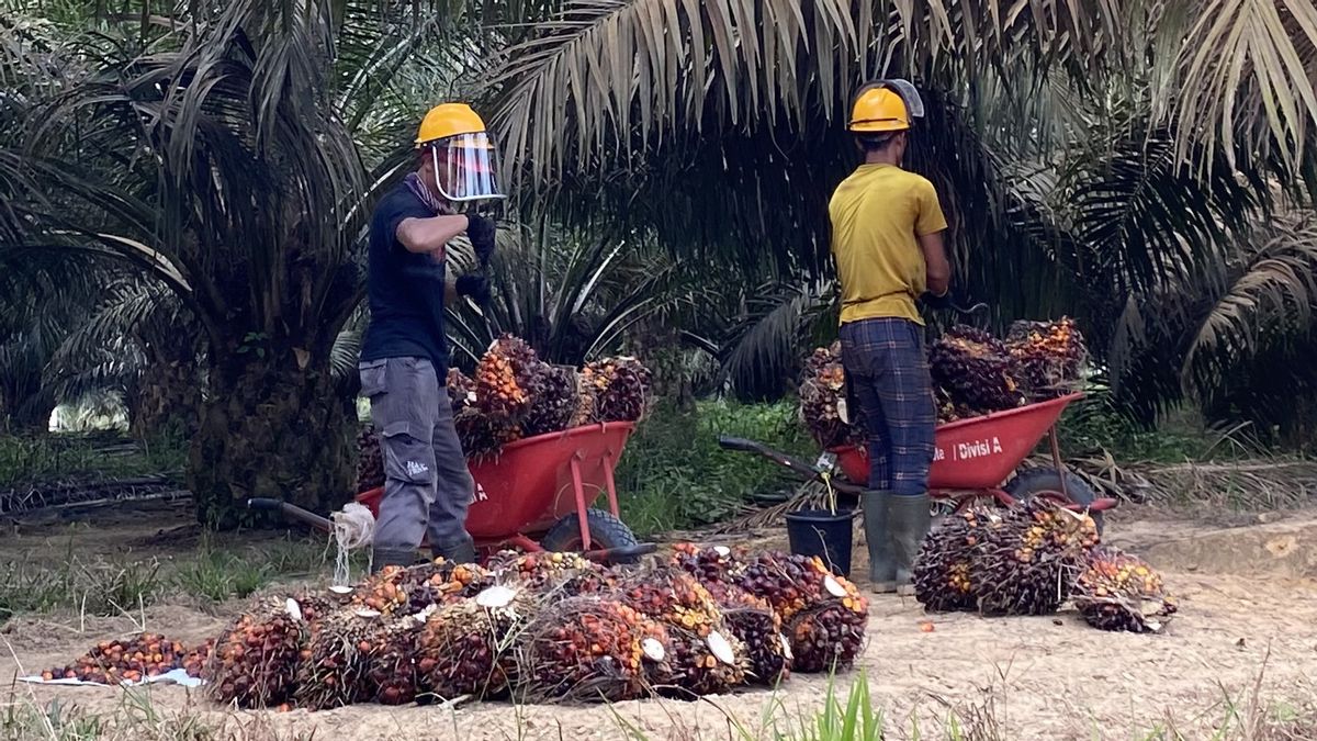 CPO Exports Drop 39.22 Percent, Palm Oil Boss: Lose To Solar Oil