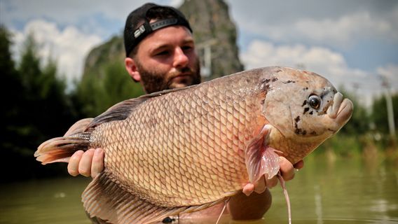 How To Clean Gurame Fish So It Doesn't Smell Mud: It's Really Simple!