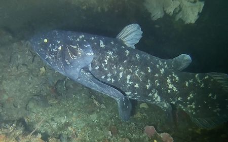 Peneliti Ungkap Sejumlah Fakta Baru 'Fosil Hidup' Coelacanth