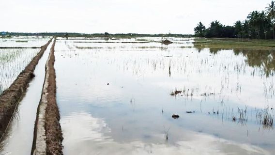 東アチェ洪水の水田5,115ヘクタール