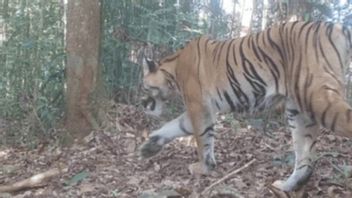 rénagement, Kemenhut détectant 42 tigres de Sumatra dans 3 zones naturelles de Bengkulu