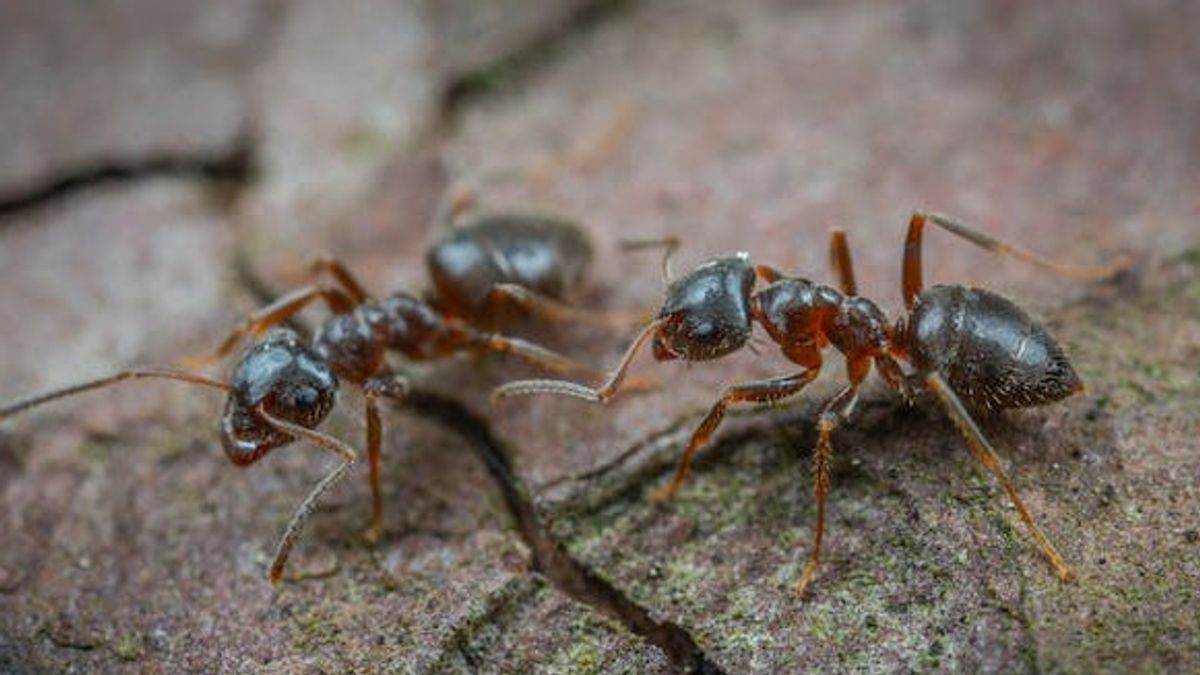 6 用天然成分将蚂蚁从家里赶出的方法,简单有效