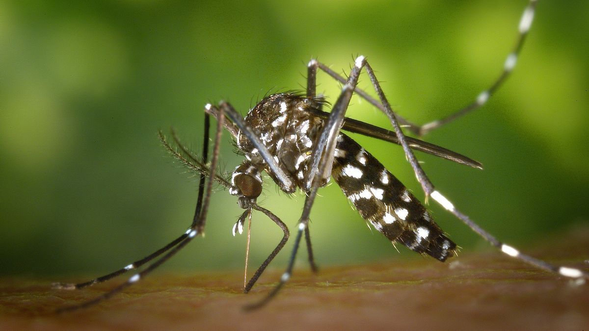 Alasan Kembangan Jakbar Sasaran Pertama Penyebaran Nyamuk Wolbachia di Jakarta