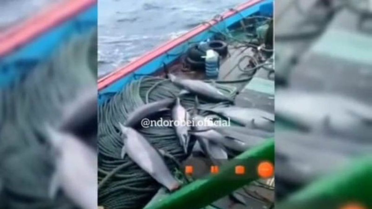 检查船长ABK，太平洋警察说4只海豚已经释放，没有故意的元素