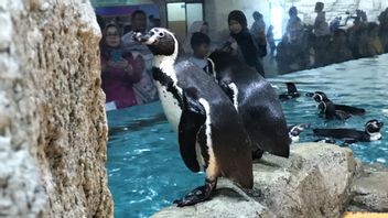 Meet The Humboldt Penguin In Ancol