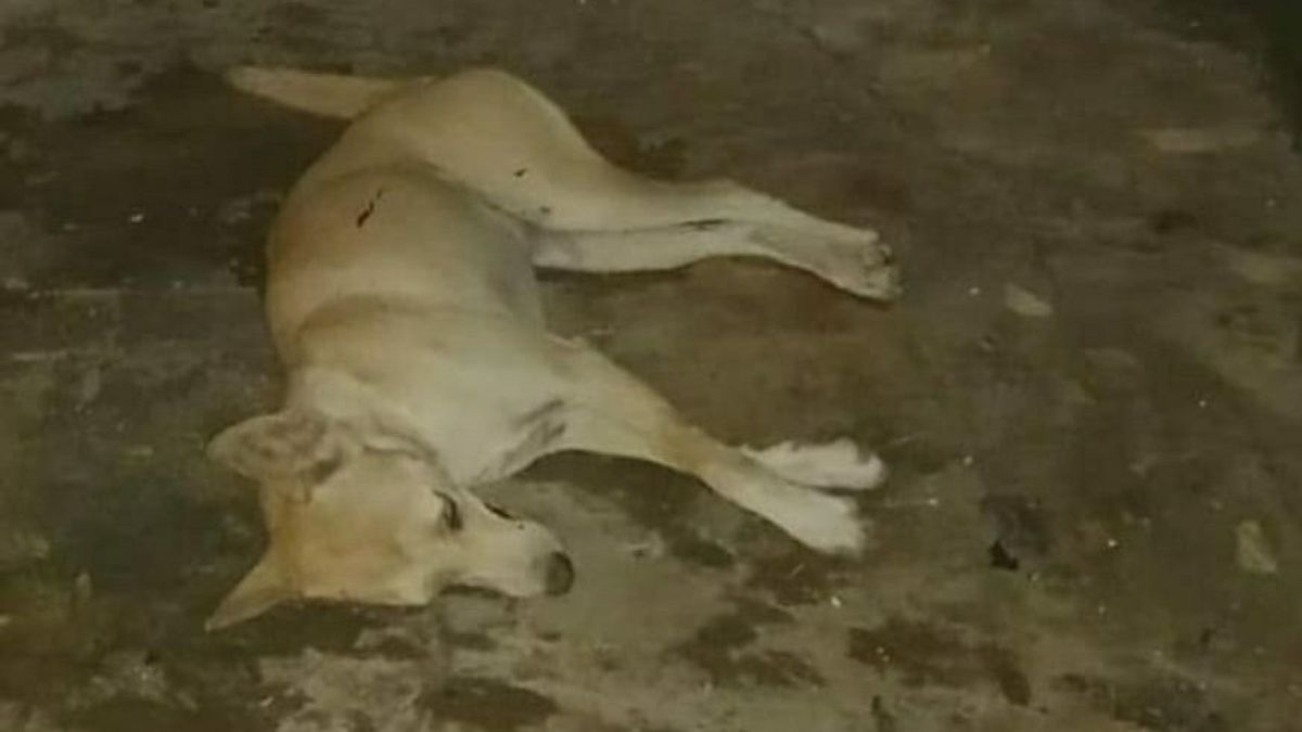 コンデットの警官によってウイルスの犬が射殺され、飼い主はまだ剖検結果を待っています