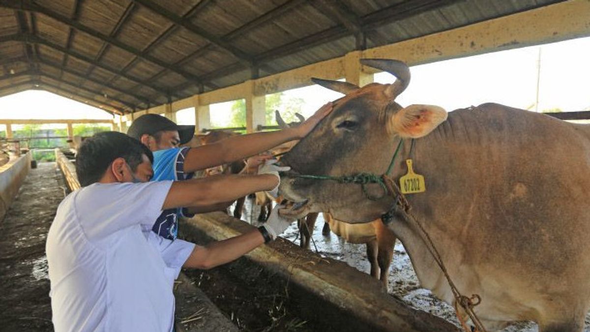 来自农业部长Syahrul的悲伤故事：由于PMK爆发，农民在Iduladha之前出售高达3000万盾的牲畜损失