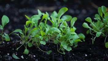 Rekomendasi 10 Jenis Tanaman Sayur yang Mudah Ditanam di Pot