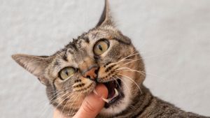 Agar Plak Gigi Kucing Enggak Menumpuk, Ikuti 7 Tips Ini untuk Membersihkan