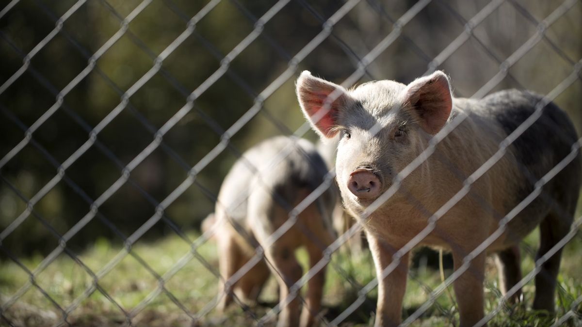 America Detects First Case Of Bird Flu In Pigs In Oregon