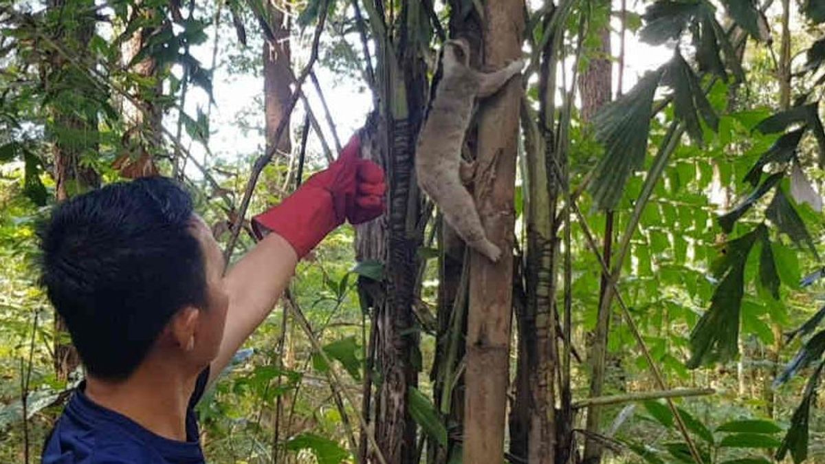 The Javan Slow Loris Handed Over By Cirebon Residents Released On Mount Ciremai