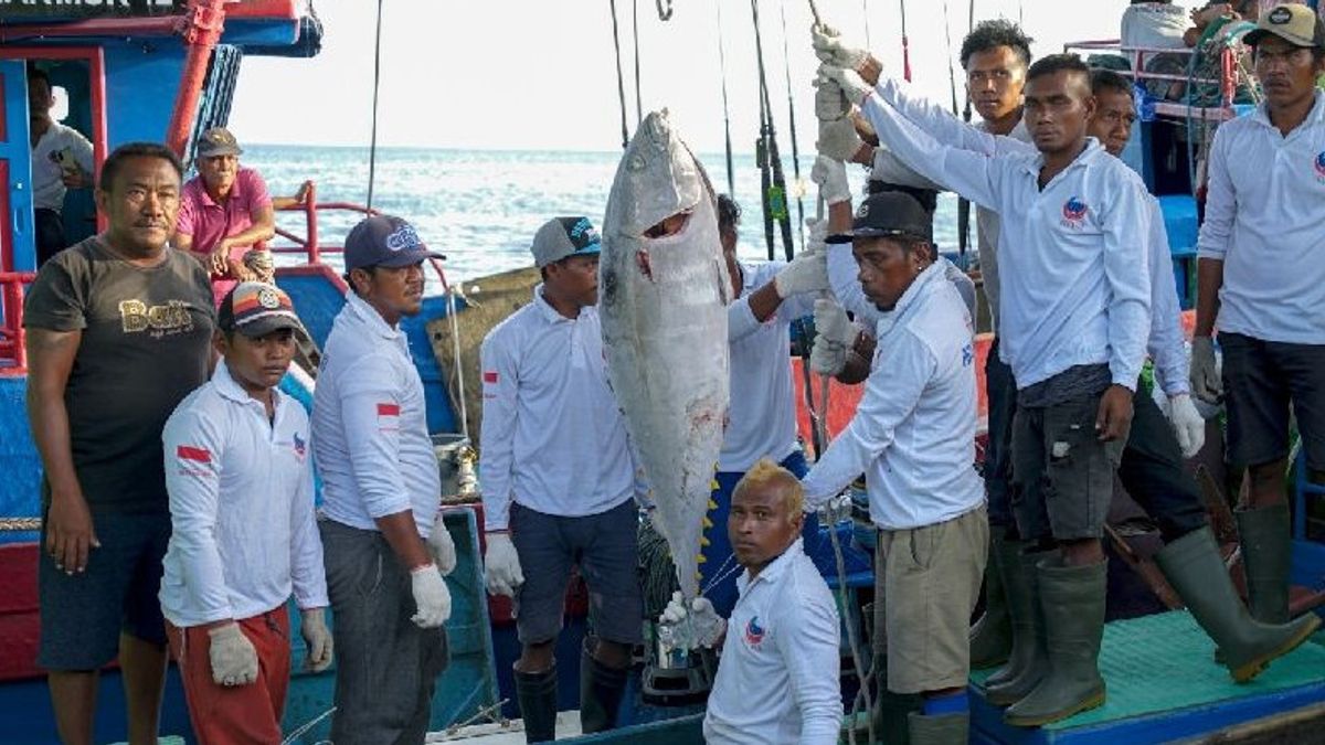 Biak Supply 1.7 Tons Of Fresh Tuna Fish To The Japanese Market