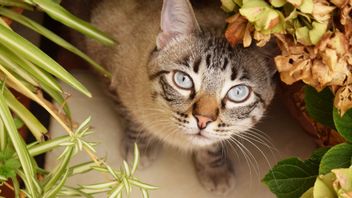 5 Herbal Alami yang Umum Digunakan untuk Kucing