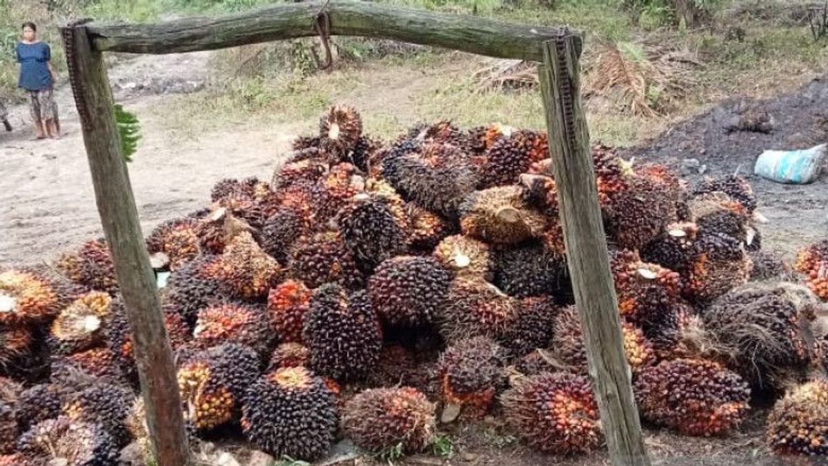 PTPN VI Targets Palm Oil Production To Reach 727,000 Tons