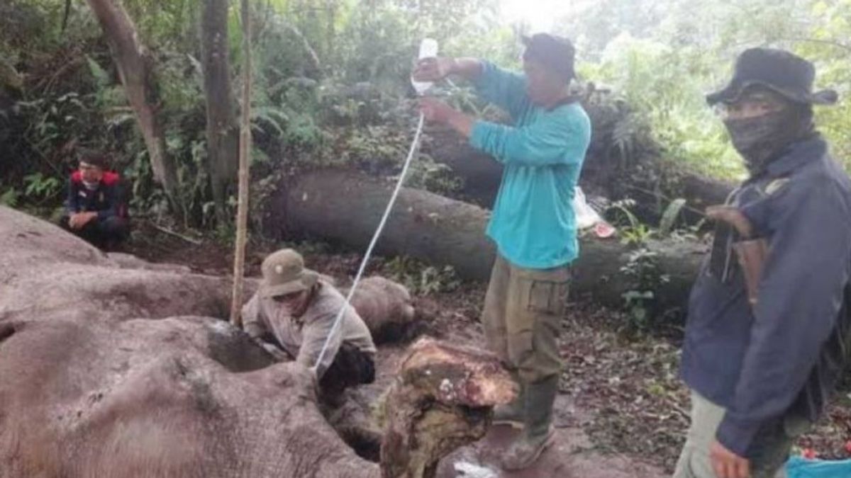 RIAU - العثور على السموم في الفيل الميت الذي تم قطع جرادته ، بحثت شرطة رياو الإقليمية عن الجاني