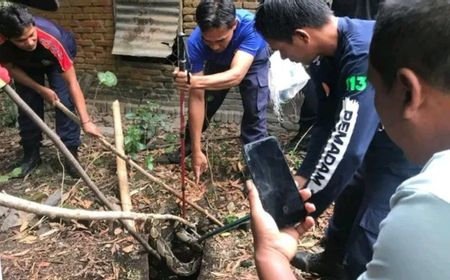 BKSDA: Waspadai Ular Piton Jelang Musim Hujan di Lombok Tengah