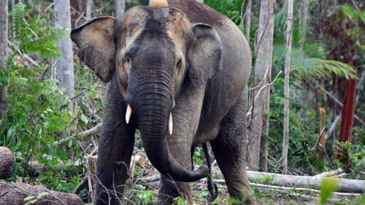 Jambi BKSDA Team Success In Radio Tracking Sumatran Elephants