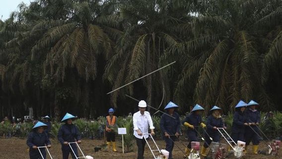 Gapki Sumsel Ingin Peremajaan Kelapa Sawit Terus Berlanjut, PSR Tingkatkan Kesejahteraan Petani