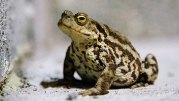 ネバダ州北部に住むカエルは絶滅危惧種のリストに載っています