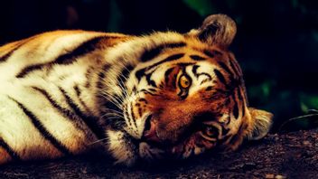Solusi 'Terburuk' untuk Harimau di Kebun Binatang Bandung yang Kekurangan Makan