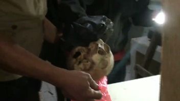 Tiga Saksi Diperiksa, Kasus Temuan Tengkorak Manusia di Duren Sawit Dalam Penyelidikan Polisi