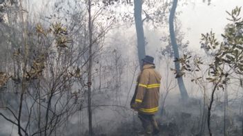 Belitung Firefighters Extinguished 10 Hectares Of Forest And Land Fires