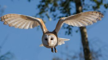 Why Do Living Things Need to Be Classified? Here's the Explanation