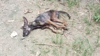狂犬病の動物の咬傷の68例が9ヶ月でムコムコで発生し、イプー地区で最も多い