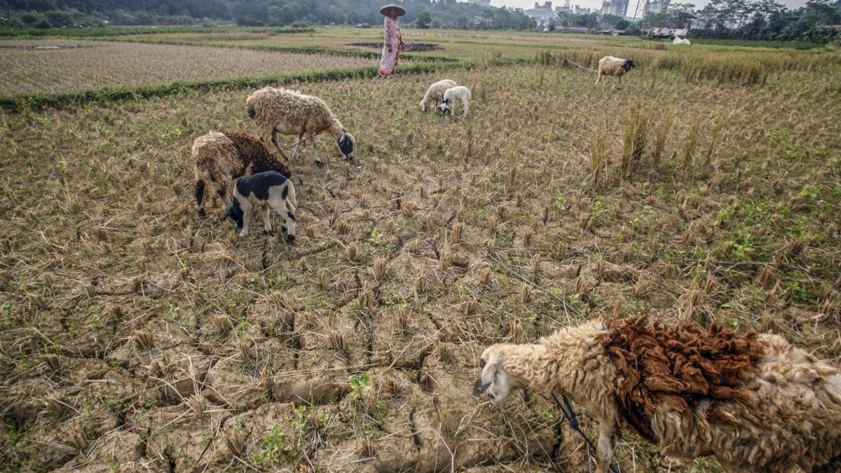 茂物在7公顷的稻田未能收获后需要额外的大米供应
