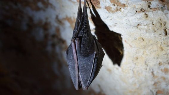 4 Nouvelles Espèces De Chauves-souris Trouvées, Doivent être Utilisées Comme Transmission Covid-19 D’apprentissage