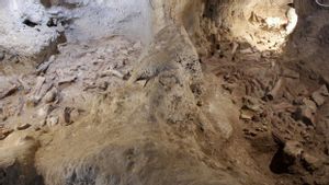 Arkeolog Italia Ungkap Penemuan Fosil Neanderthal di Grotta Guattari