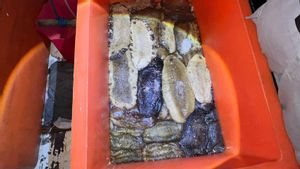 Bakamla Tangkap 5 Nelayan Ilegal di Perairan Australia