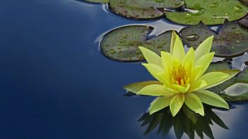 Pourquoi Les Plantes De Lotus Sont-elles Difficiles à Fleurir? Voici Comment En Prendre Soin Pour Rester Fertile