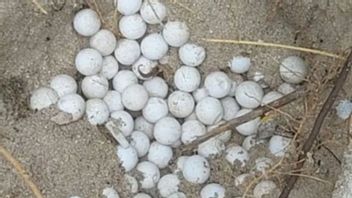 BKSDA Maluku assure 125 œufs de tortues jusqu’à des œufs de maleo