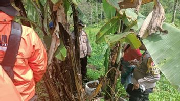 Trouver des personnes disparues à Agam Sumbar, la police a trouvé de la marijuana abattue par 2 agriculteurs dans le jardin de bananes