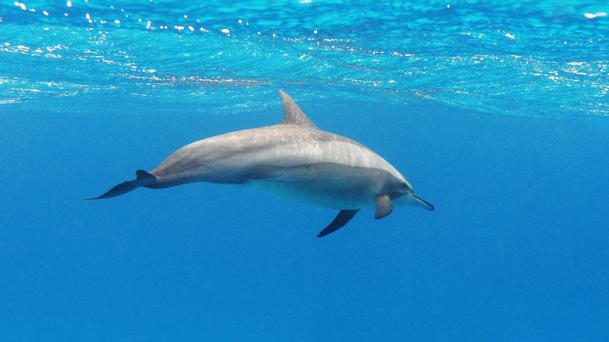 حتى الأنشطة السياحية الشعبية، هاواي يحظر السباحة مع الدلافين 