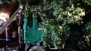 As A Result Of Following Google Maps, Tronton Driver Hits Big Tree In Pulogadung