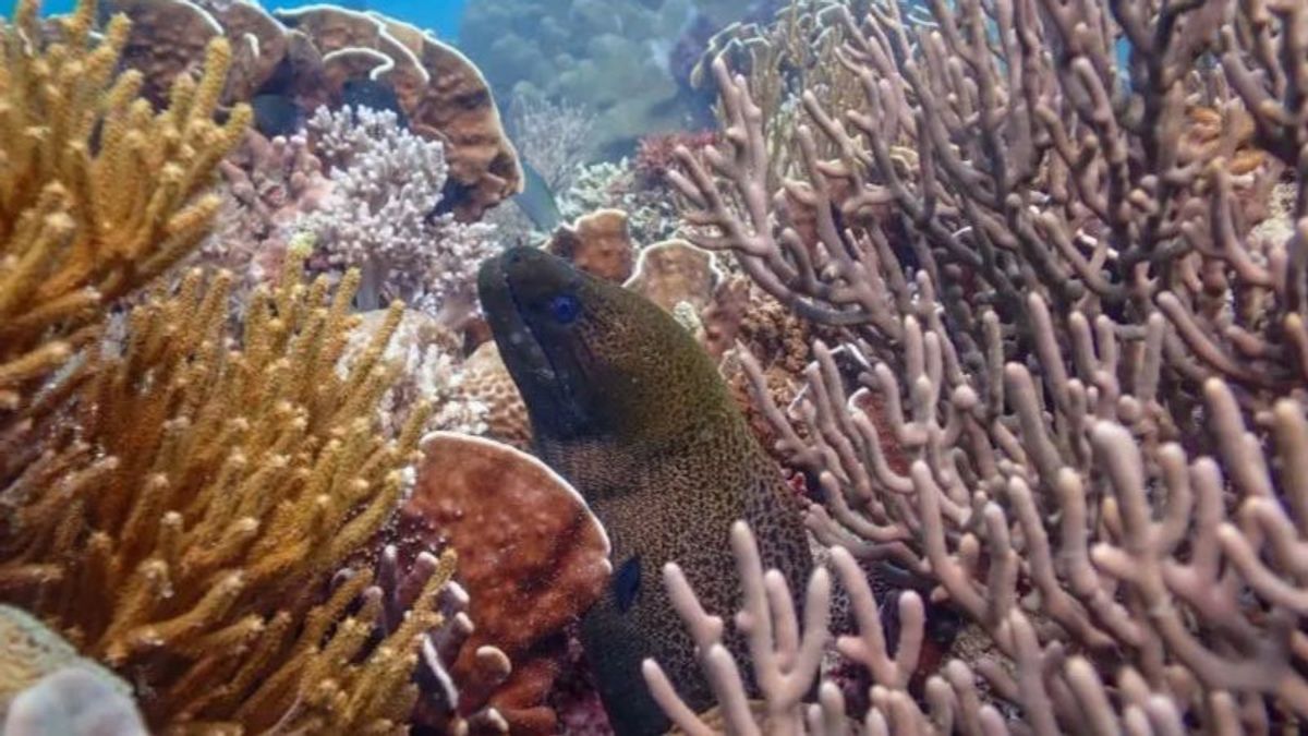 Détermination de la zone de conservation des récifs de corail sur la plage de Wediombo À la vérification du KKP